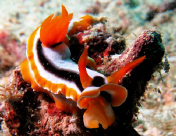 From last Sat.dive. I believed I am improving! by Bernard Maglana 